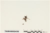 藏品(絲瓜苔屬)的圖片